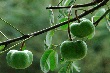 BẢN TIN THỊ TRƯỜNG CAO SU- THÁNG 10/2015 (Tuần 40 từ ngày 05-09/10/2015) 